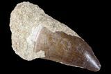Mosasaur (Prognathodon) Tooth #87631-1